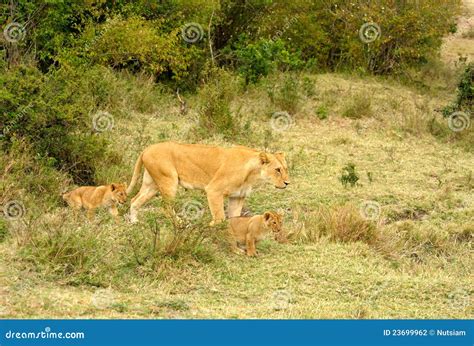 Female lion and baby stock photo. Image of look, grass - 23699962
