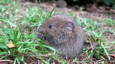 "Field Vole" Images – Browse 187 Stock Photos, Vectors, and Video | Adobe Stock