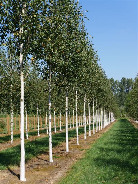 Betula utilis var. jacquemontii | Witte himalayaberk | Van den Berk Boomkwekerijen