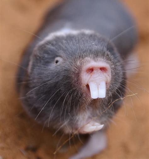 Why mole rats are more flexible than we previously thought