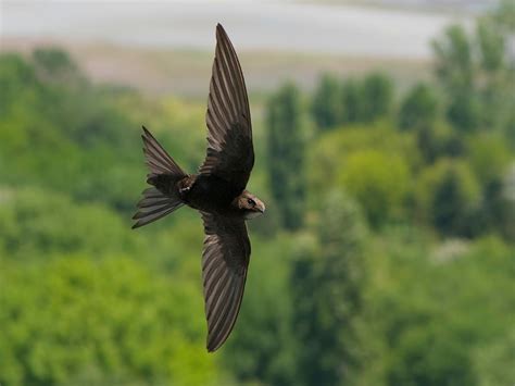 Alpine Swift Bird Facts (Tachymarptis melba) | Birdfact