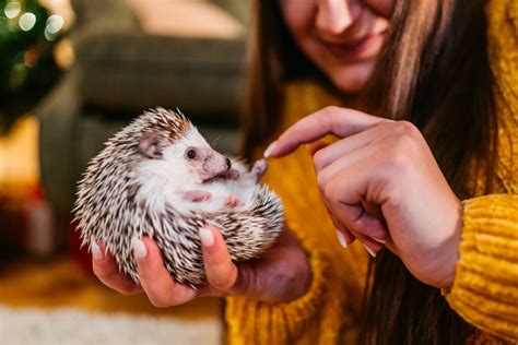 Beginners Guide to Owning a Pet Hedgehog - Broomfield Veterinary Hospital