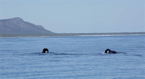 Killer Whales Eating