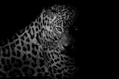 Stunning Black & White Leopard HD Wallpaper