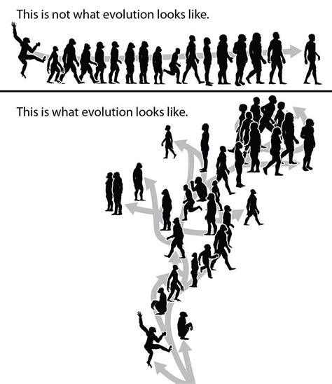 What Evolution Looks Like | Evolution, Evolutionary biology, Human ...