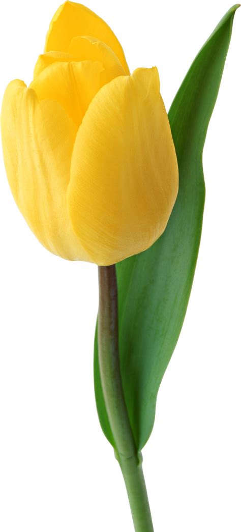 Yellow tulip PNG image