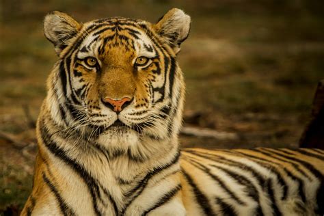 Tourist Africa Pictures | Download Free Images on Unsplash | Tiger pictures, Wild animals ...