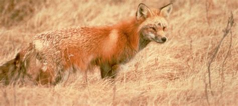 Sierra Nevada red fox population proposed as endangered - The Wildlife Society