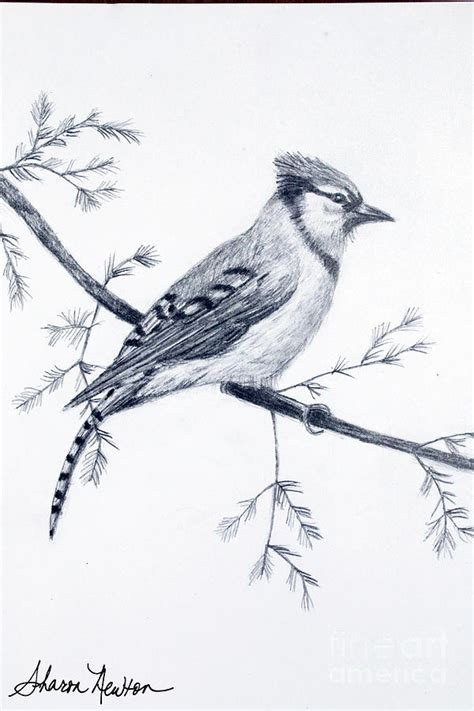 Blue Jay Sketch Drawing by Sharon Newton - Pixels