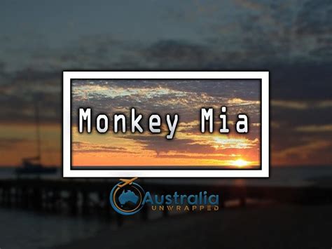 Monkey Mia Australia - Location, History, Things to do