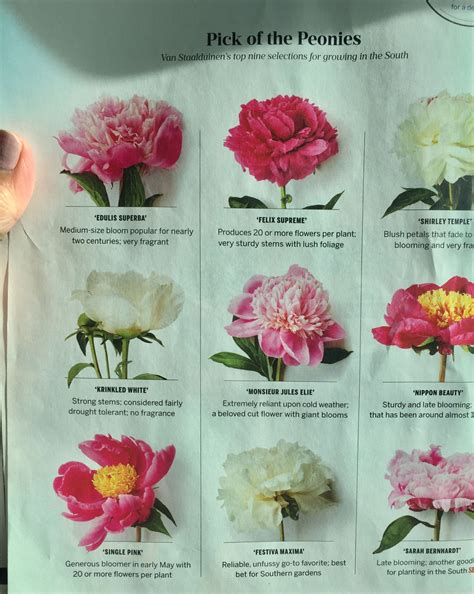 Types of peonies and caring for them | Orchid care, Orchids, Peony care