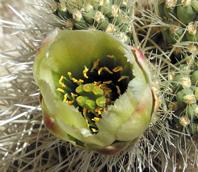 Cholla Cactus Garden - Joshua Tree National Park (U.S. National Park ...