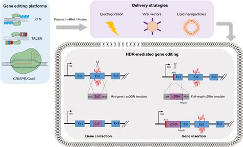 HDR-mediated genome editing strategies to achieve physiological ...