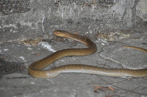 Philippine cobra/ Naja philippinensis » Manilla Zoo Gallery | Snake ...