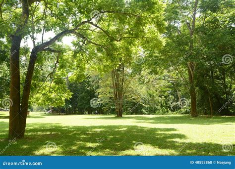 Green grass and tree stock photo. Image of plant, vibrant - 40553868