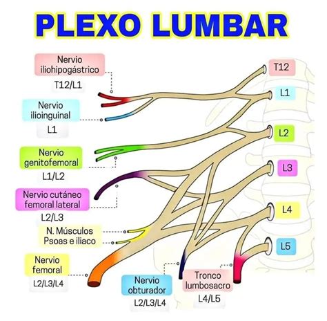 the anatomy of the plexo lumbar is shown in this diagram with labels