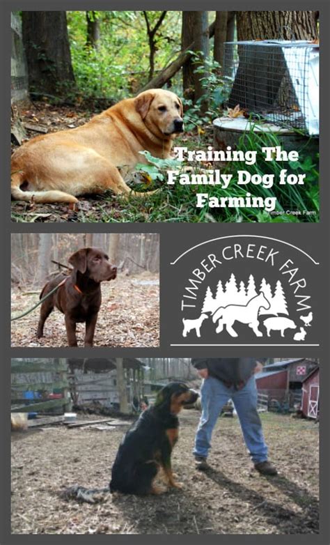 Training the Family Farm Dog - Timber Creek Farm