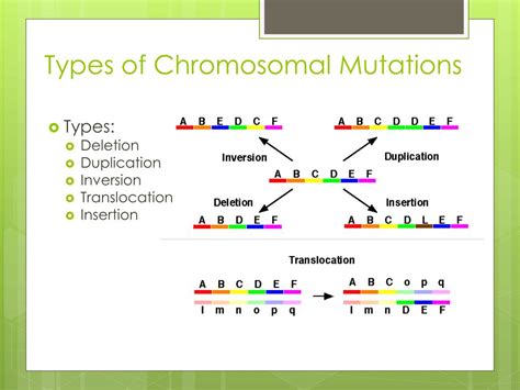 PPT - Mutations Notes PowerPoint Presentation, free download - ID:1888795