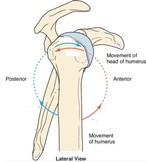 Fig 10-3. Arthrokinematic Motions Glenohumeral Joint Diagram | Quizlet