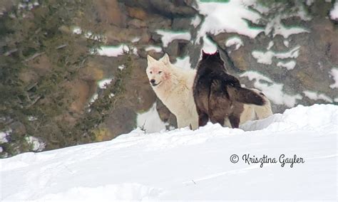 Photo Essay: Wolf Breeding Season - Rewilding