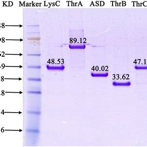 SDS-PAGE of the purified threonine synthesis enzymes. | Download Scientific Diagram