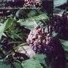 PlantFiles Pictures: Asclepias Species, Common Milkweed, Butterfly Flower, Silkweed, Virginian ...