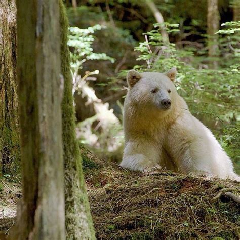 K is for Kermode Spirit Bear Facts, British Columbia, Canada