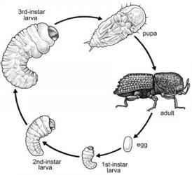 Silverfish Life Cycle