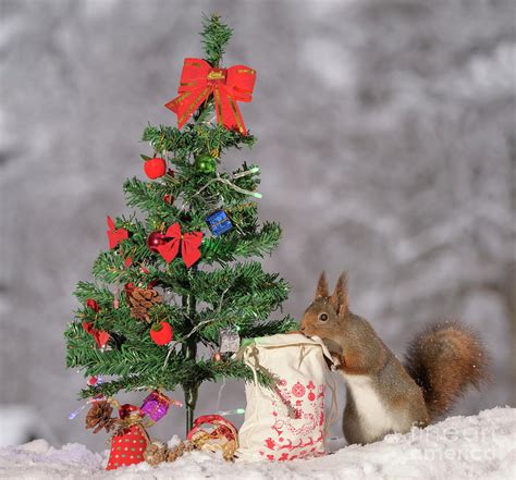 Red Squirrel Standing On Snow With Bag And A Tree Photograph by Geert Weggen - Fine Art America