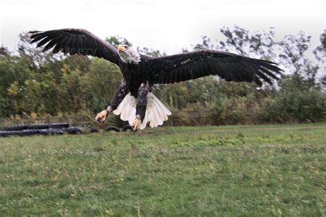 A close up of a Bald Eagle 7430181 Stock Photo at Vecteezy