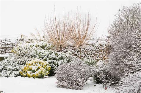 How to Winterize Bougainvillea | Gardener’s Path