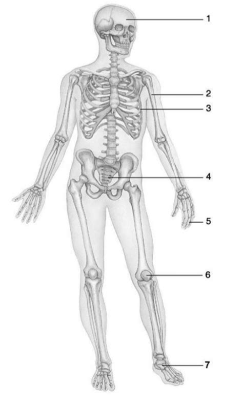 Bones Anatomy Diagram | Quizlet