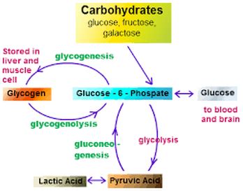 CARBOHYDRATE METABOLISM - Welcome to Bio Stud...