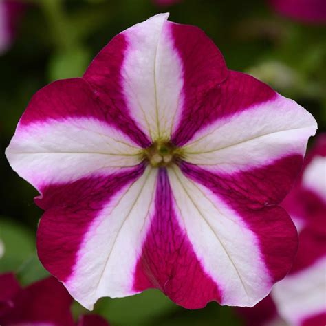 Petunia - Easy Wave Flower Garden Seed - 100 Pelleted Seeds - Burgundy Star Blooms - Annual ...