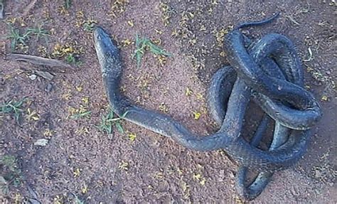 Girl, 18, dies from black mamba bite » TheVoiceBW