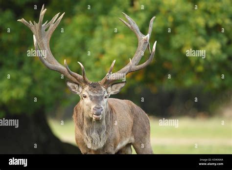 Red deer - Rutting season Stock Photo - Alamy