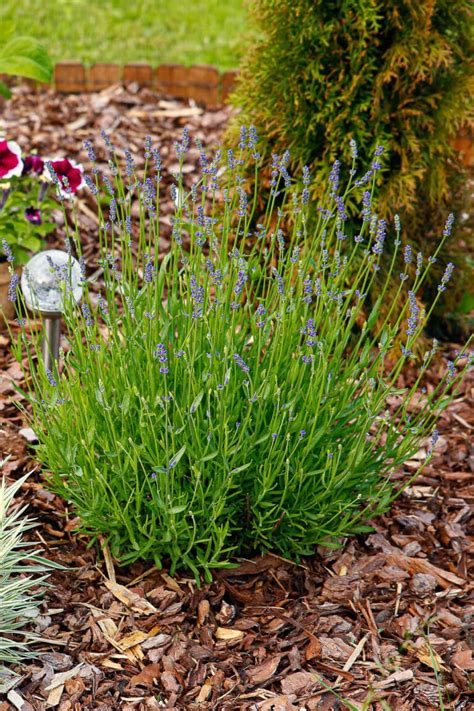 How To Grow Lavender In Pots Successfully!