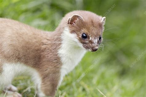 Stoat - Stock Image - C001/0511 - Science Photo Library