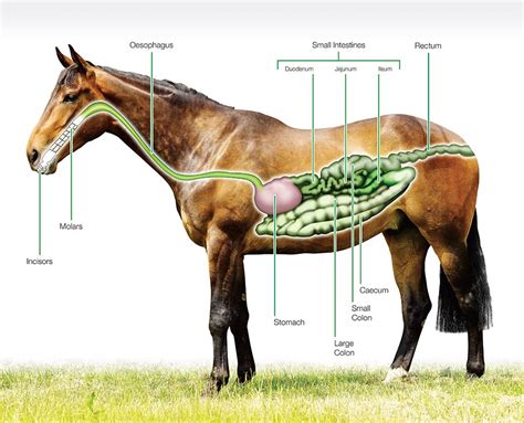 Horse Digestive System - HorseHage