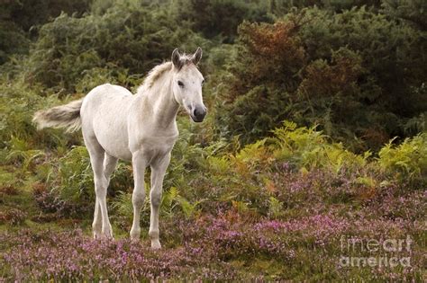 New Forest Pony Photograph - New Forest Pony Fine Art Print | New forest, Horses, Pony