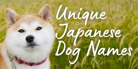 48 Cute Japanese Dog Names with Meanings