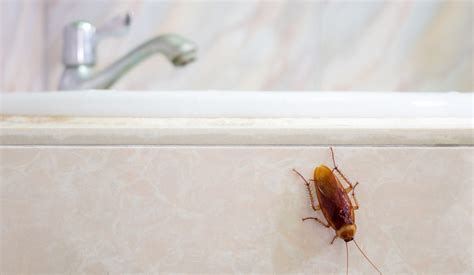 Winter Insects In The House To Be Aware Of | NJ Pest Control