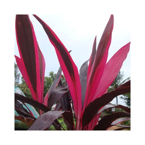 Buy Dracaena Mahatma Plants Online at lowest price