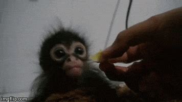 Baby Monkey GIFs - Find & Share on GIPHY