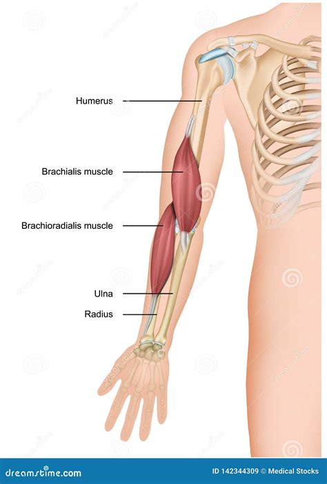 Brachialis and Brachioradialis Muscle Anatomy 3d Medical Illustration ...