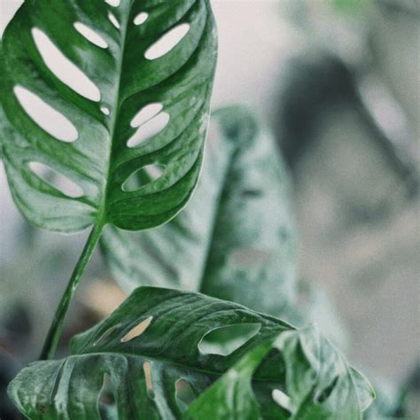 Monstera Adansonii Care Guide: Encourage Your Plant to Flourish