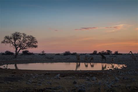 Etosha National Park | The Road Chose Me