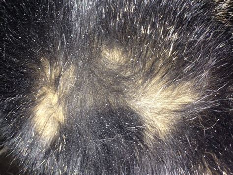 Are these flea eggs or dandruff?! | UK Pet Forums Forum