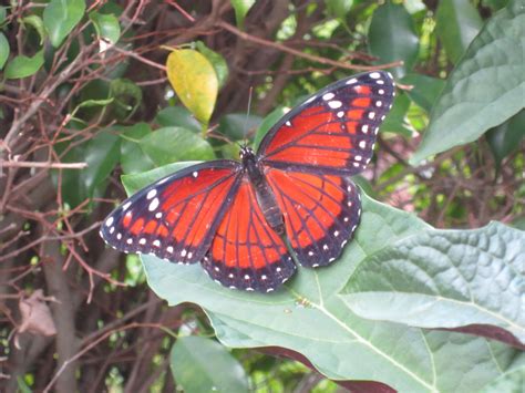 Viceroy butterfly. Host plants in Florida: Willows. Willows, Moth, Butterflies, Insects, Florida ...