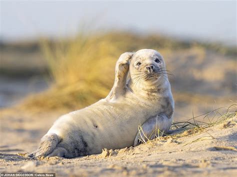 Happy seal pup waves to the camera in an adorable photograph taken at a Norfolk beach | Daily ...